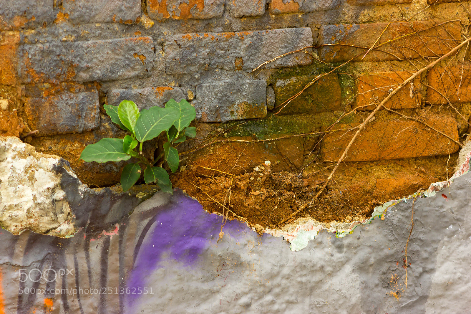 Canon EOS 550D (EOS Rebel T2i / EOS Kiss X4) sample photo. Graphite photography