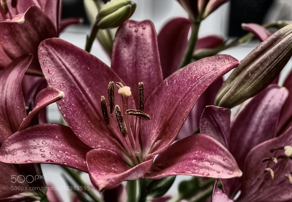 Canon EOS 70D sample photo. Flower final photography