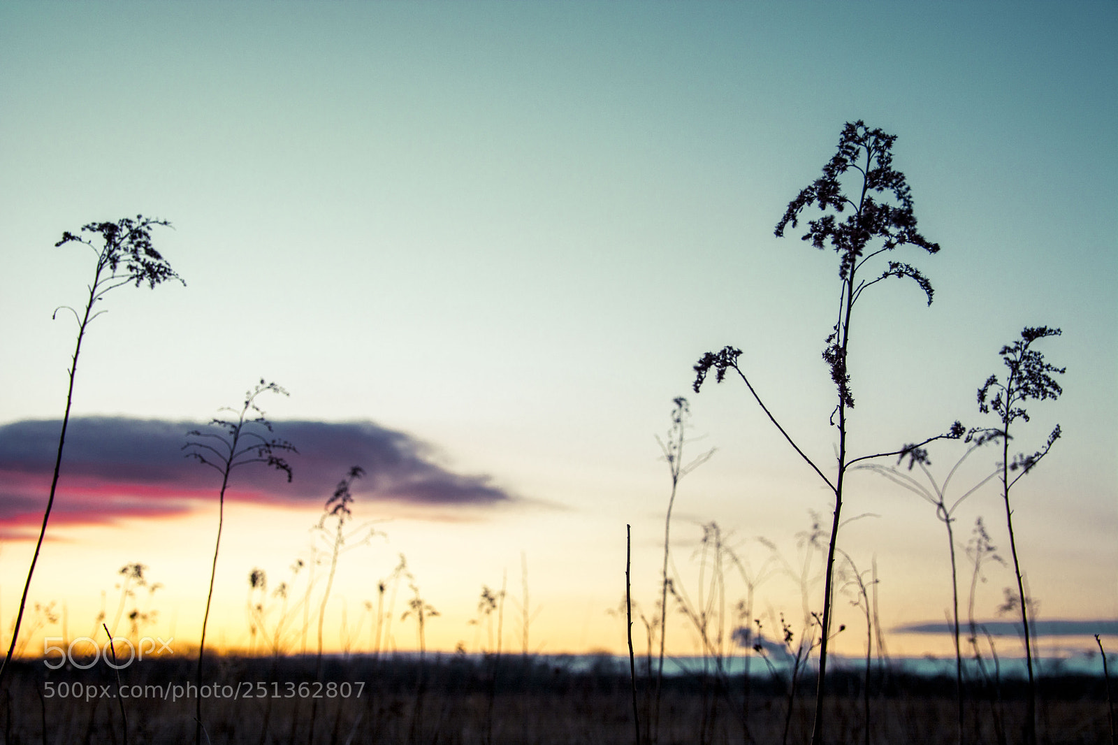 Nikon D7100 sample photo. Little trees photography
