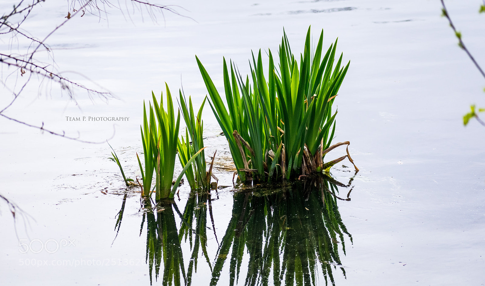 Nikon D3400 sample photo. The aquatic mirror photography