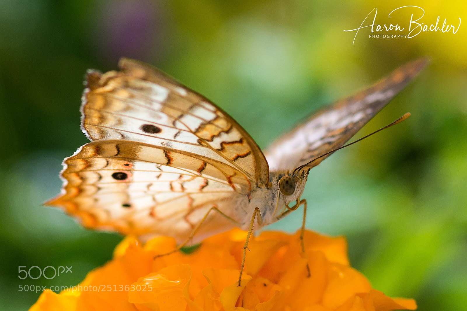 Nikon D610 sample photo. Butterfly at dbg photography