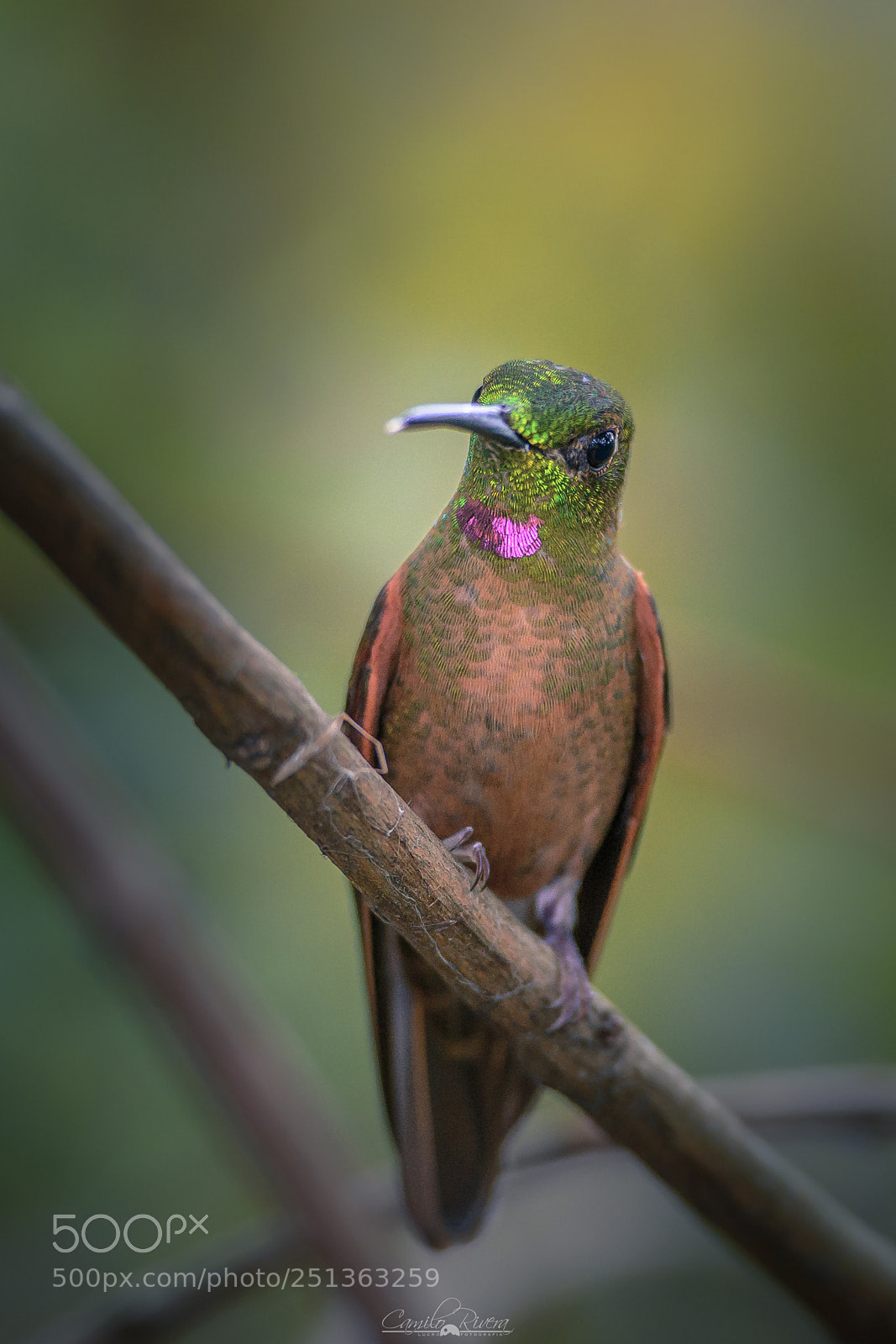 Nikon D7100 sample photo. Hummingbird photography