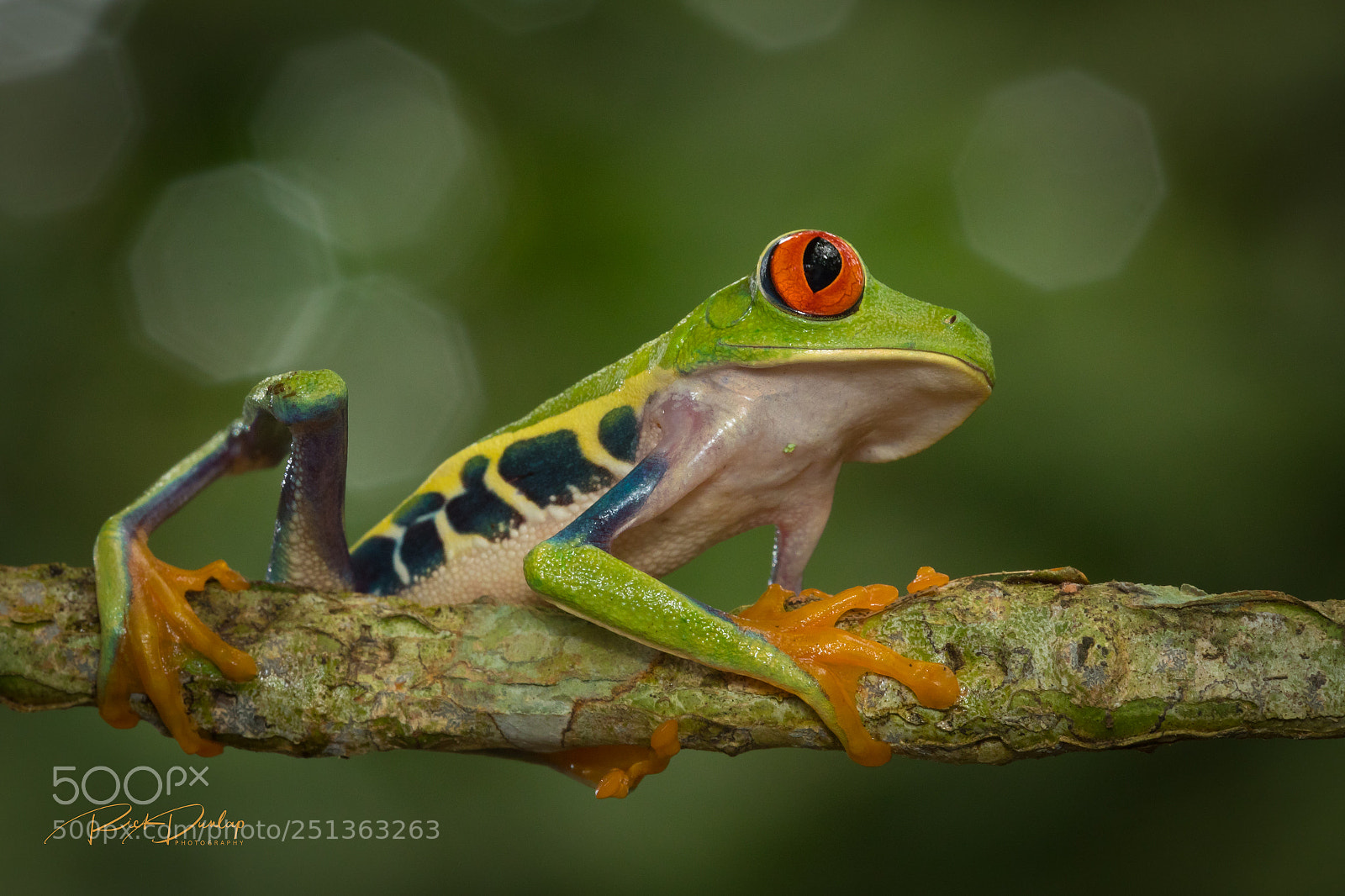 Canon EOS 5D Mark IV sample photo. Red-eyed tree frog photography