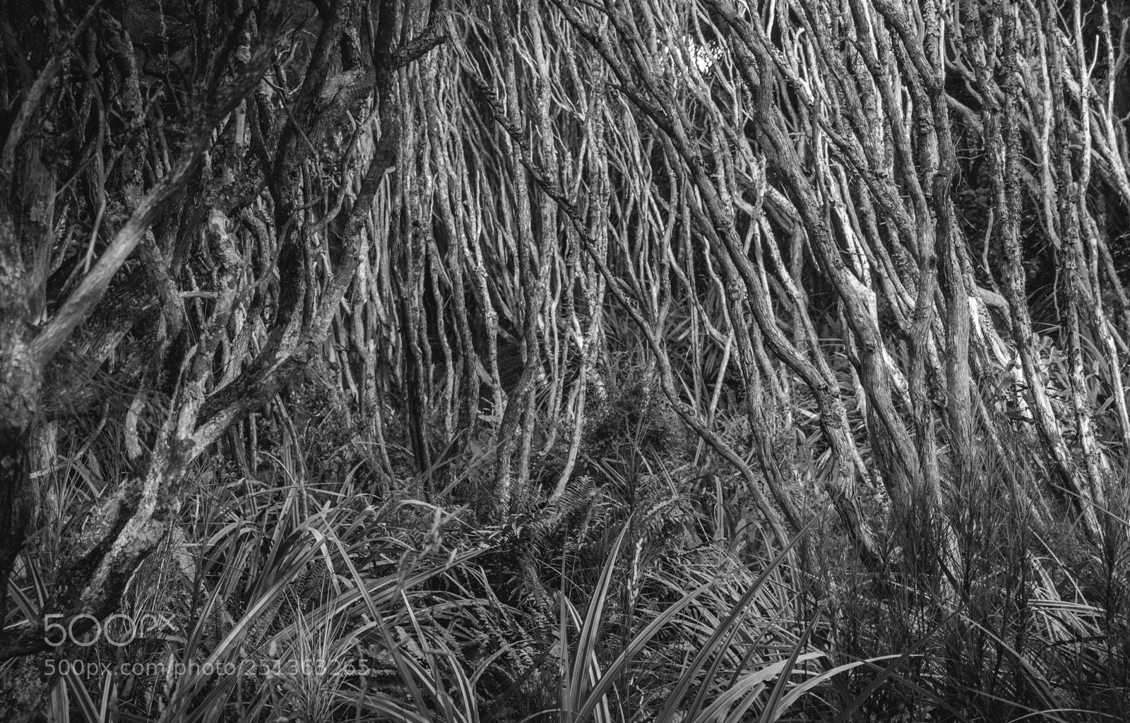 Olympus OM-D E-M5 II sample photo. Forest photography