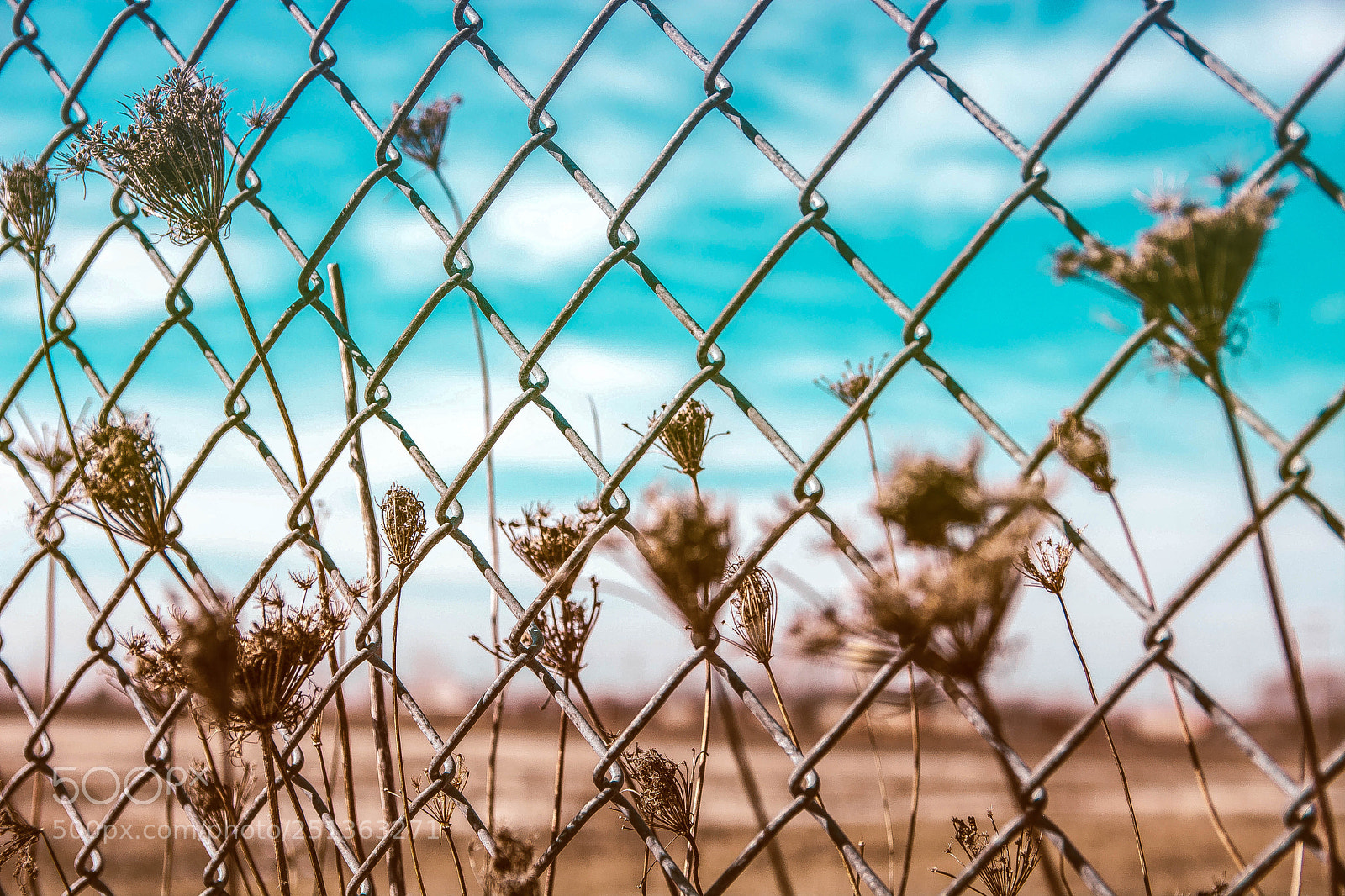 Nikon D7100 sample photo. Growing through urban life photography