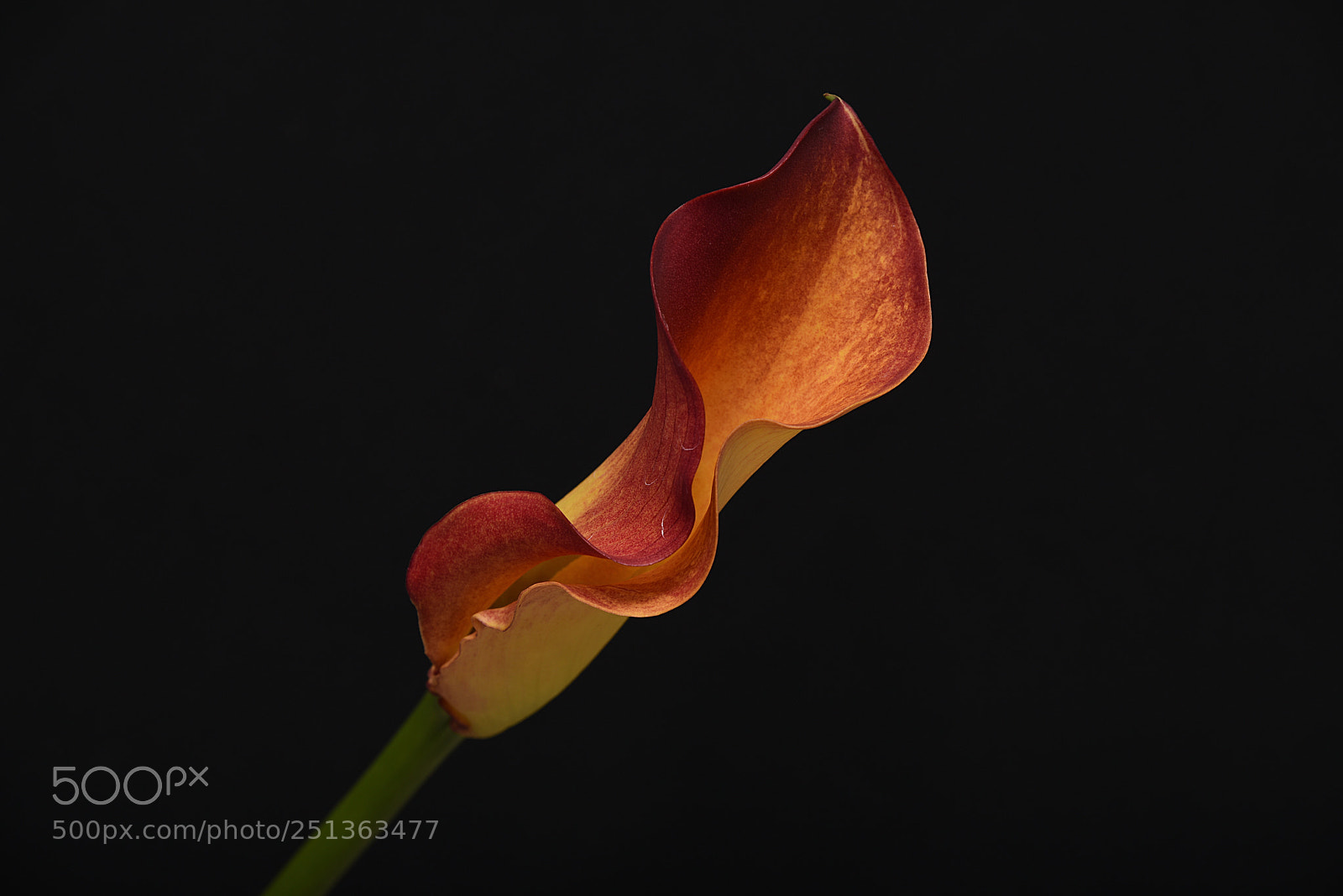 Nikon D810 sample photo. Red calla lily photography