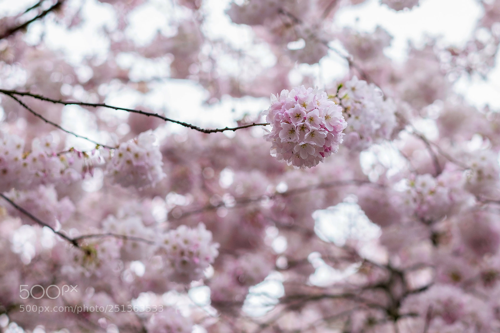 Fujifilm X-T1 sample photo. Cherry blossom - kerry photography