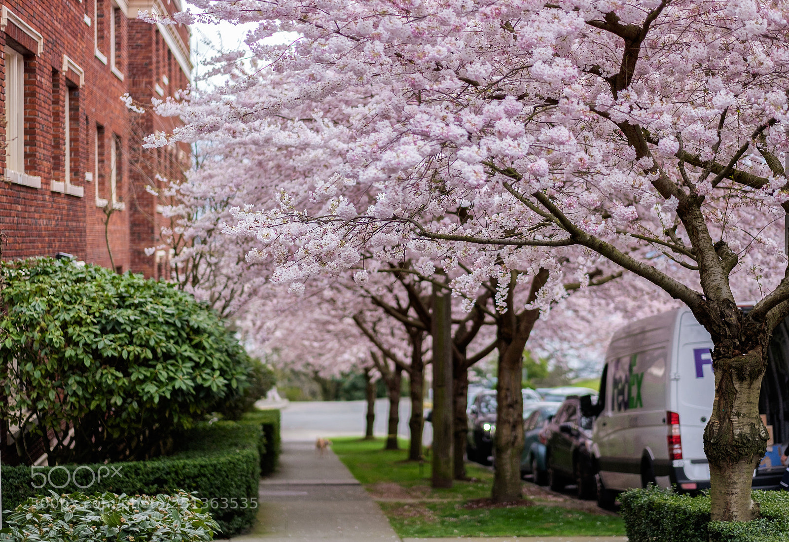 Fujifilm X-T1 sample photo. Cherry blossom - kerry photography