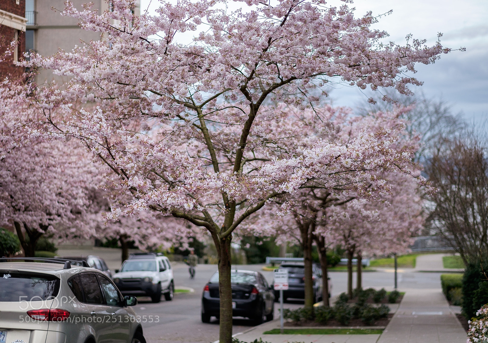 Fujifilm X-T1 sample photo. Cherry blossom - kerry photography
