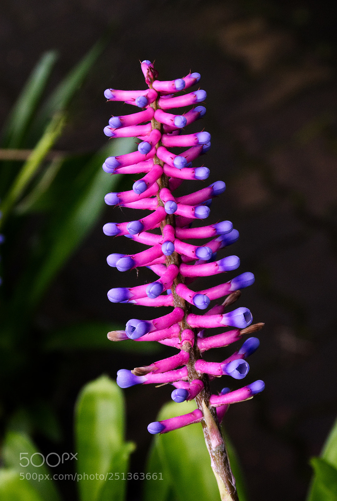 Nikon D7200 sample photo. Aechmea apocalyptica photography
