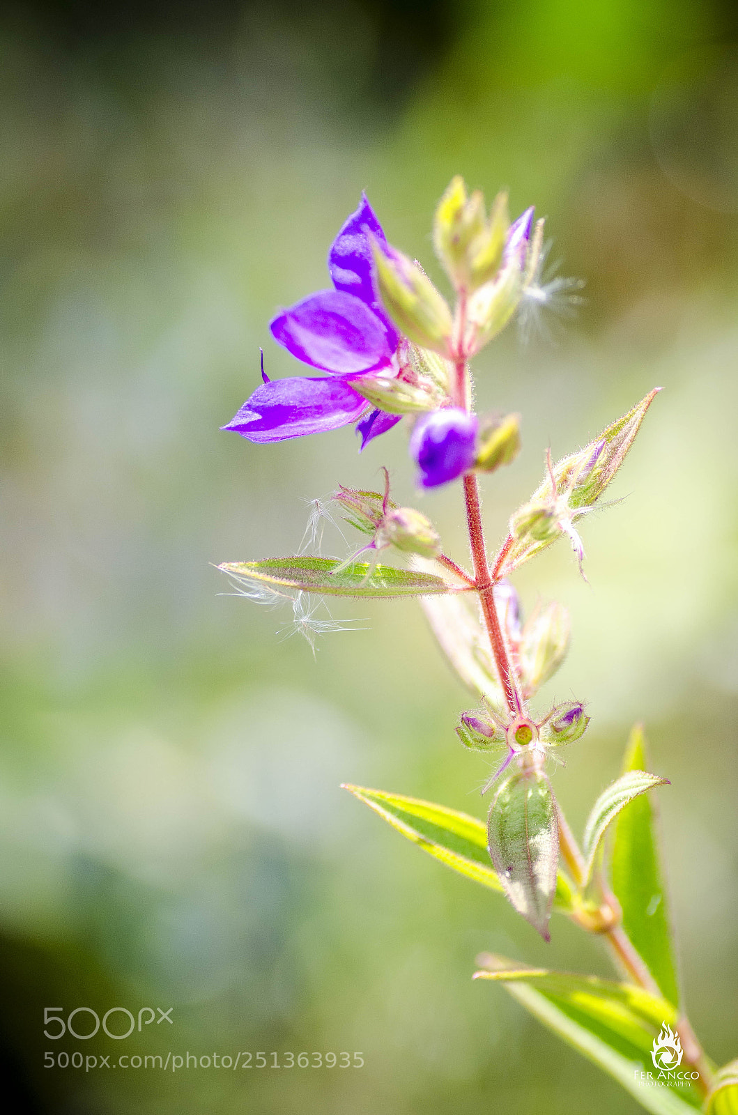 Nikon D5100 sample photo. Flower photography