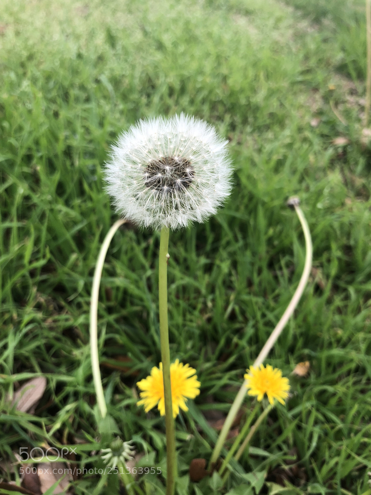 Apple iPhone 8 Plus sample photo. Dandelion photography