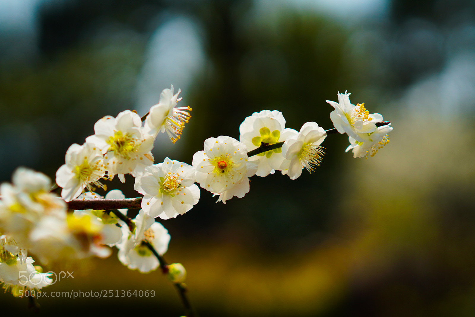 Sony a6500 sample photo. Plum blossom photography