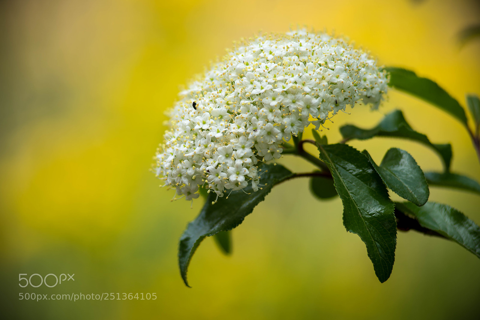 Sony a7R III sample photo. Southern blackhaw in bloom photography