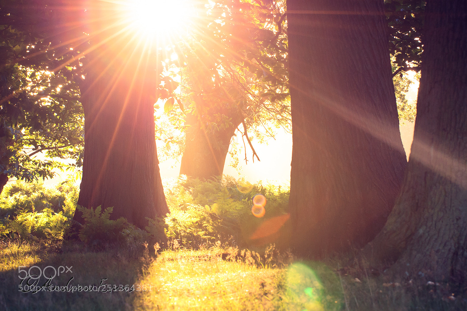 Nikon D3 sample photo. A secret place photography
