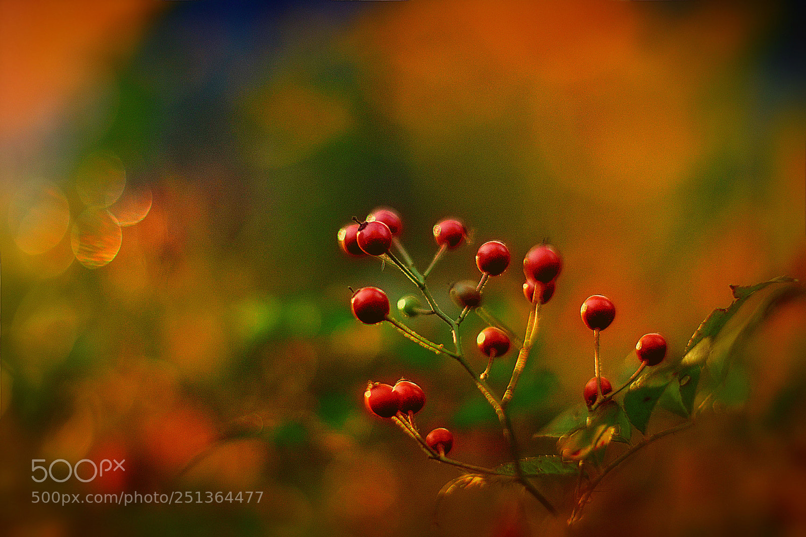 Nikon D7100 sample photo. Red on red photography