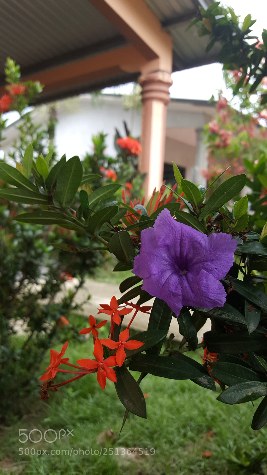 Samsung Galaxy Note5 sample photo. Untitled photography