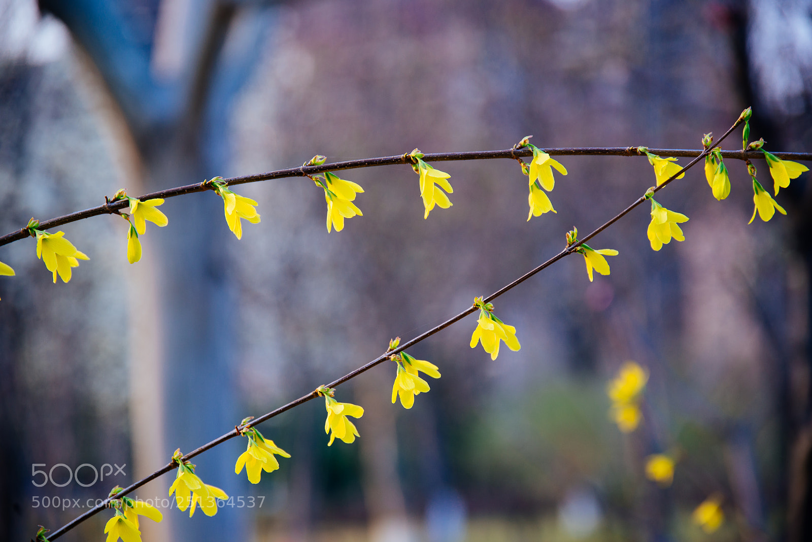 Nikon D610 sample photo. Flower photography