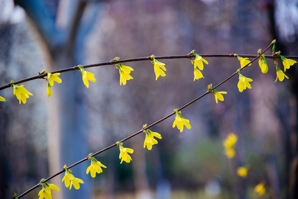 flower by Jia Zhang on 500px.com