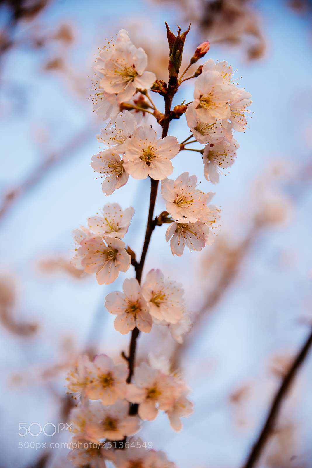 Nikon D610 sample photo. Flower photography