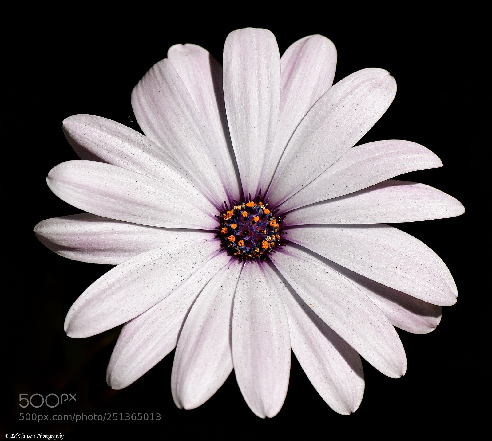 Nikon D3300 sample photo. Daisy with a black photography