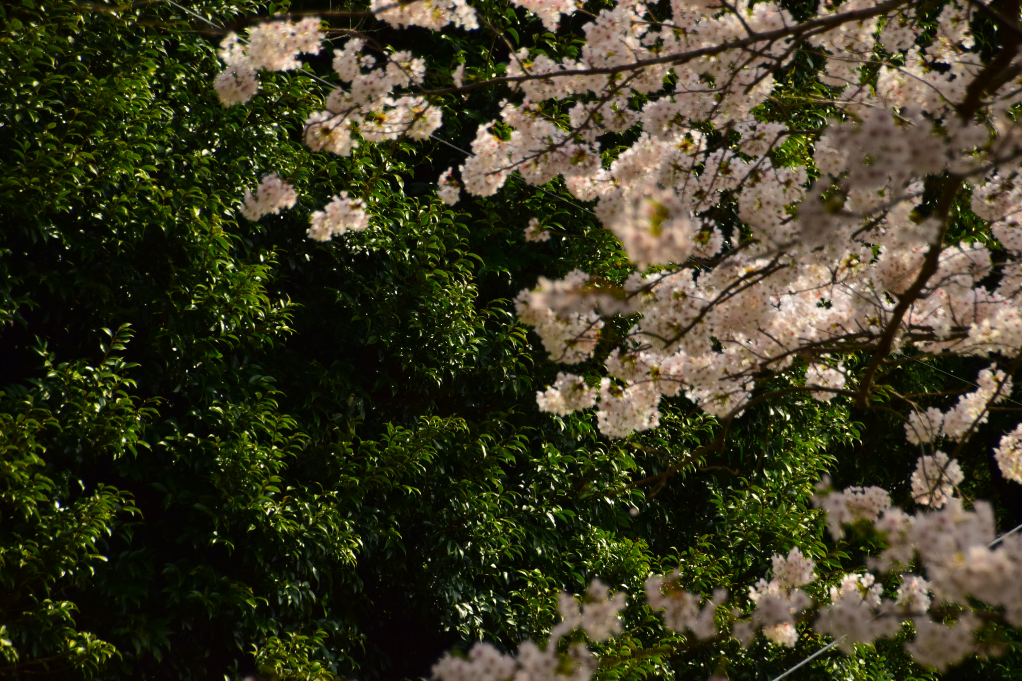 Nikon D3300 sample photo