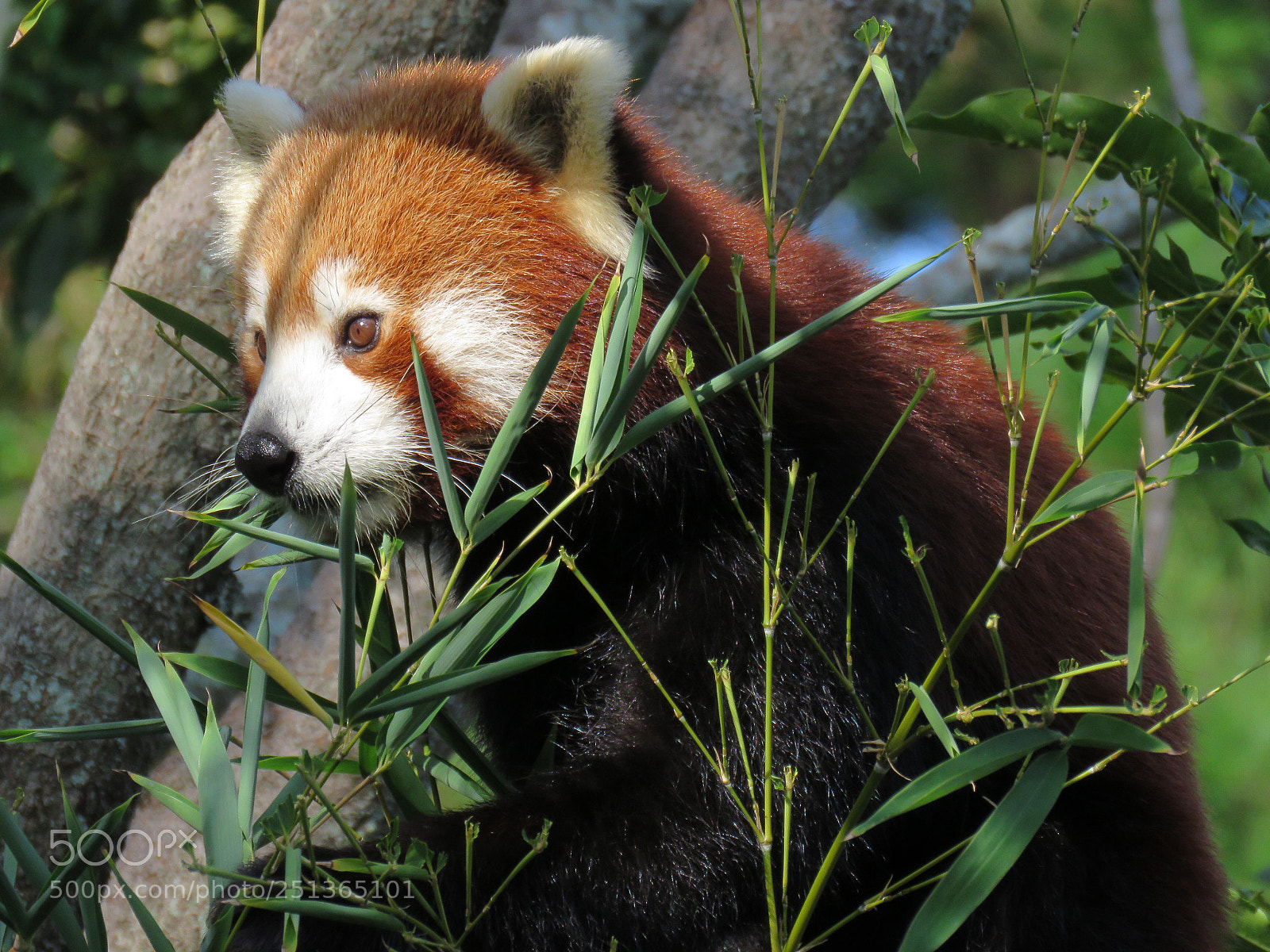 Canon PowerShot SX60 HS sample photo. Red panda  photography