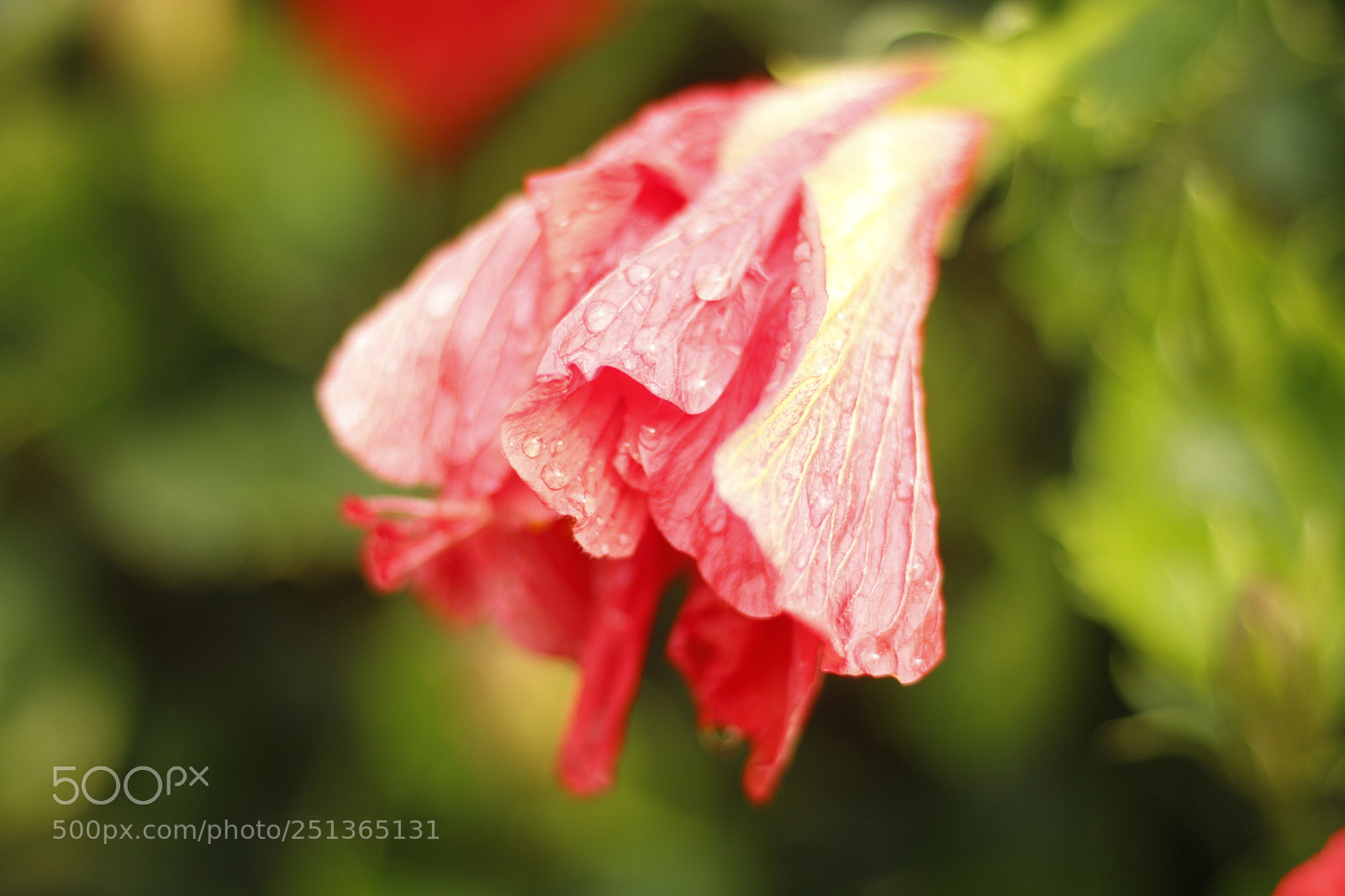 Canon EOS 70D + Canon EF 50mm F1.8 STM sample photo. 花花by 瀚 photography
