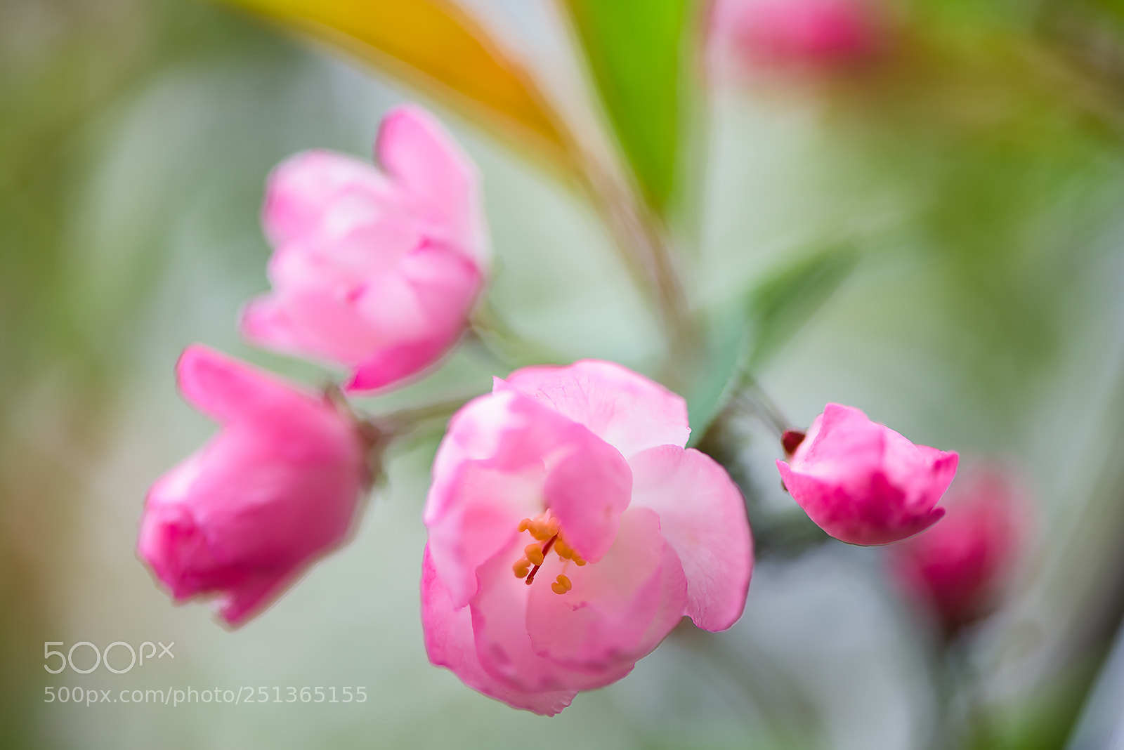 Nikon D810 sample photo. Spring flower photography