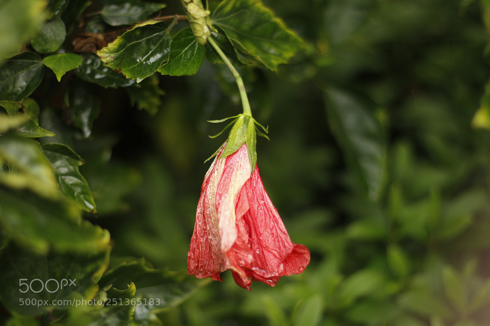 Canon EOS 70D + Canon EF 50mm F1.8 STM sample photo. 花花by 瀚 photography