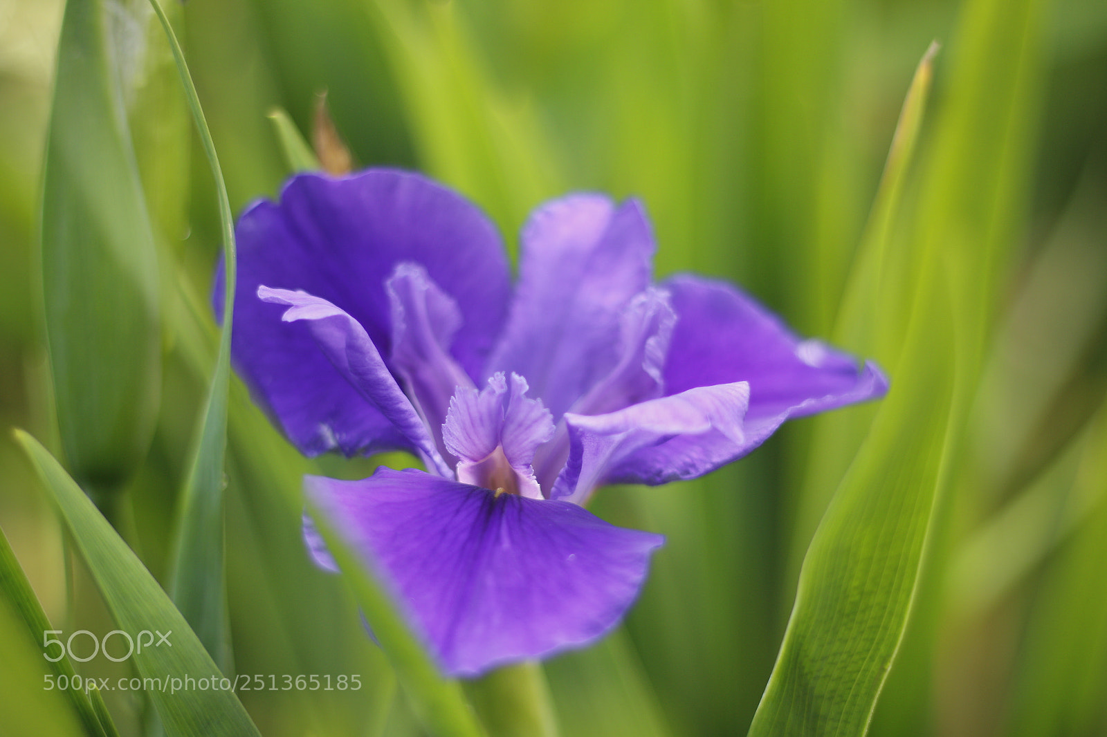 Canon EOS 70D + Canon EF 50mm F1.8 STM sample photo. 花花by 瀚 photography