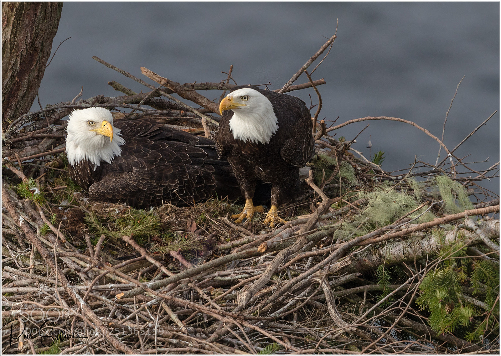 Canon EOS-1D X Mark II sample photo. Eagles nest photography