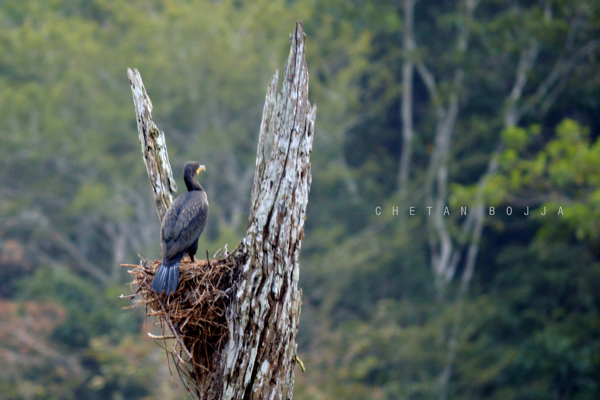 Nikon D3200 sample photo. Great cormorant photography
