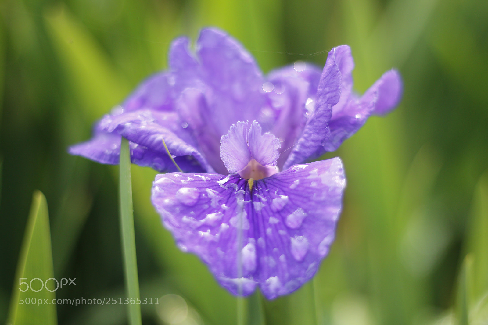 Canon EOS 70D + Canon EF 50mm F1.8 STM sample photo. 花花by 瀚 photography