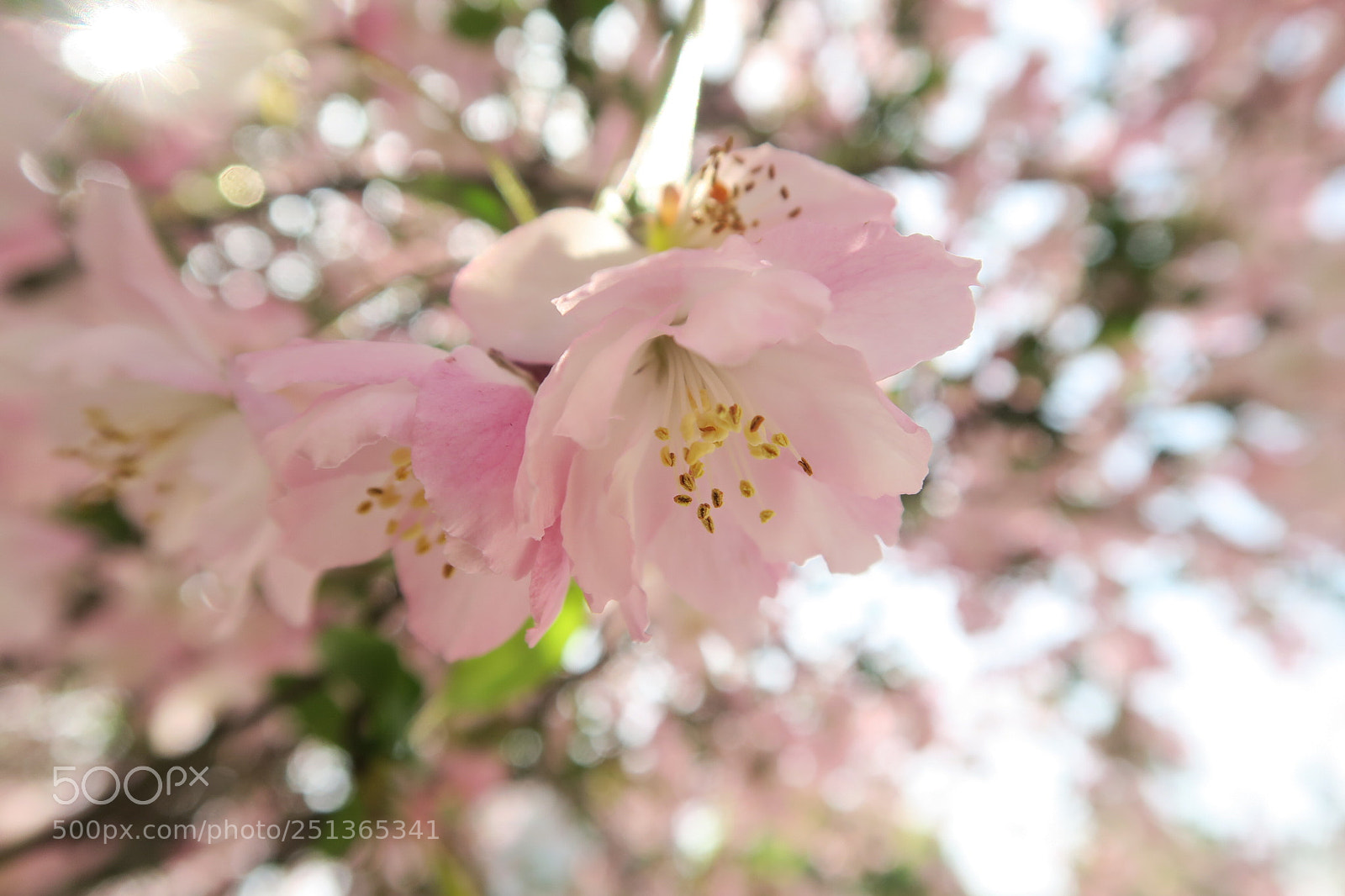Canon PowerShot G7 X sample photo. Spring photography