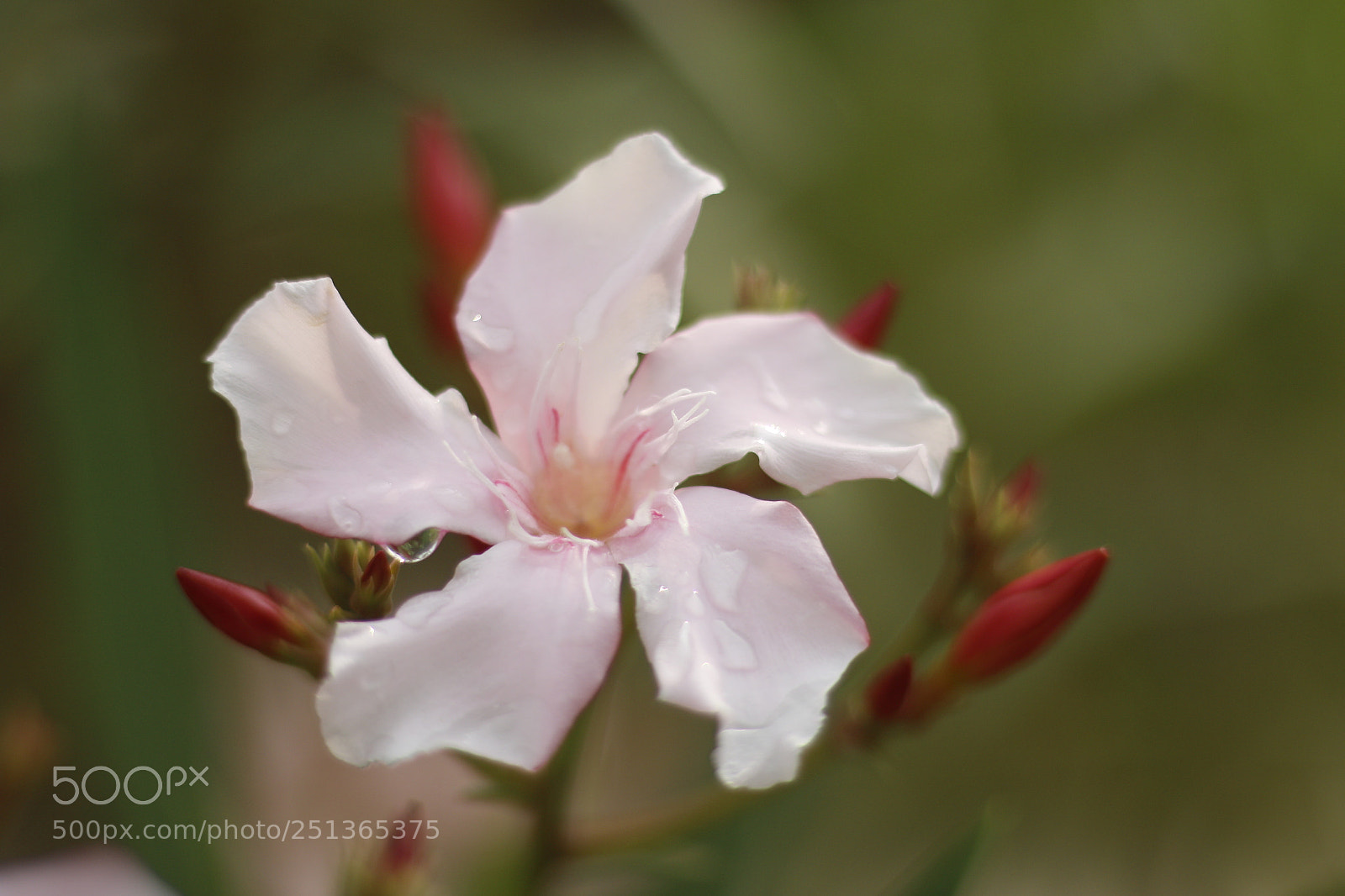 Canon EOS 70D + Canon EF 50mm F1.8 STM sample photo. 花花by 瀚 photography
