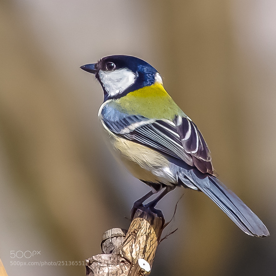 Pentax K-S2 sample photo. Great tit photography