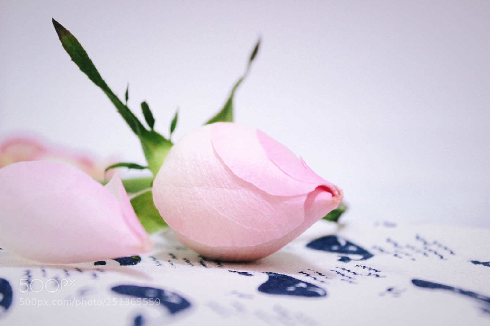 Canon EOS 600D (Rebel EOS T3i / EOS Kiss X5) sample photo. Pink rose photography