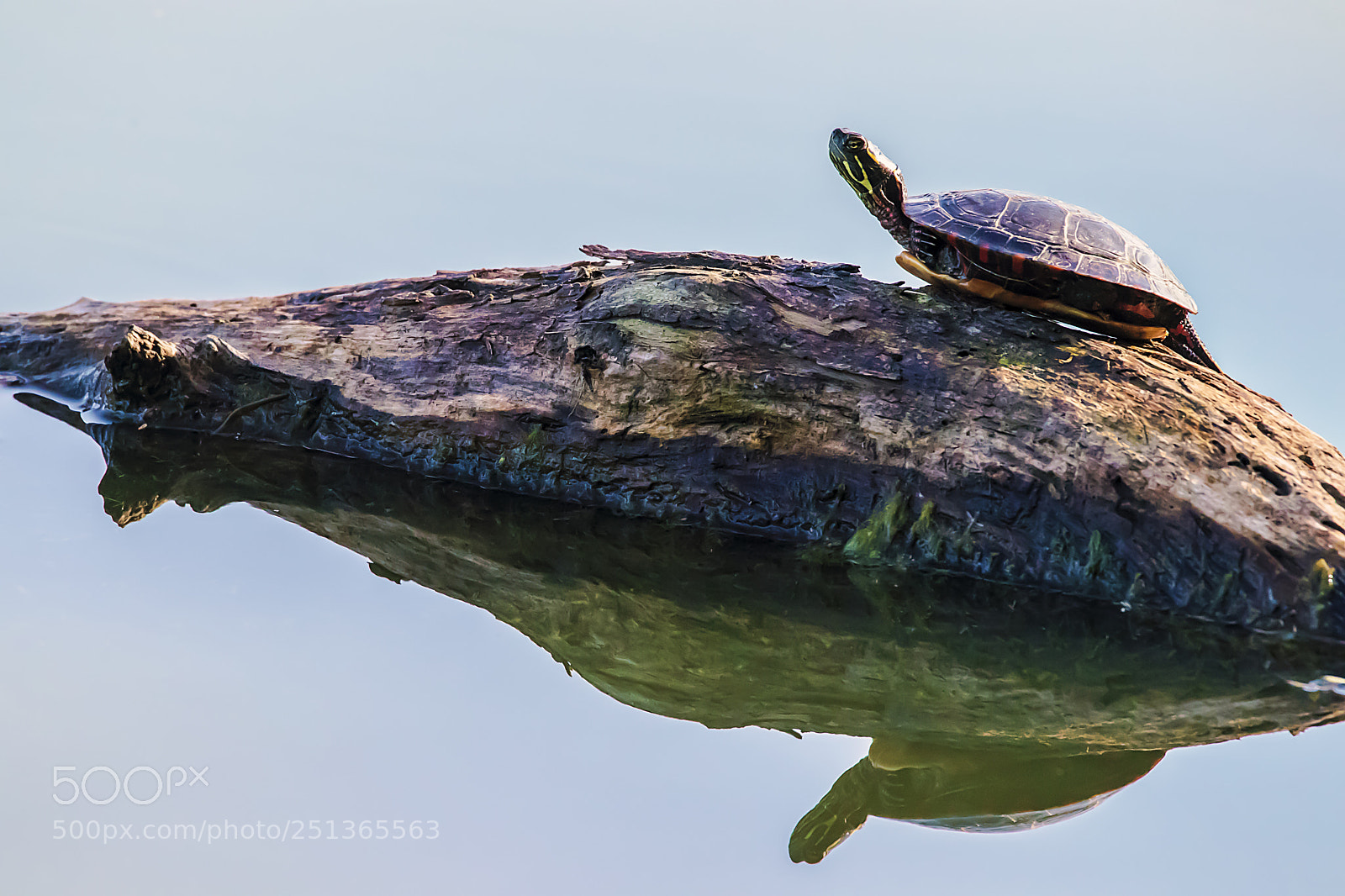 Canon EOS 80D sample photo. Turtle log photography