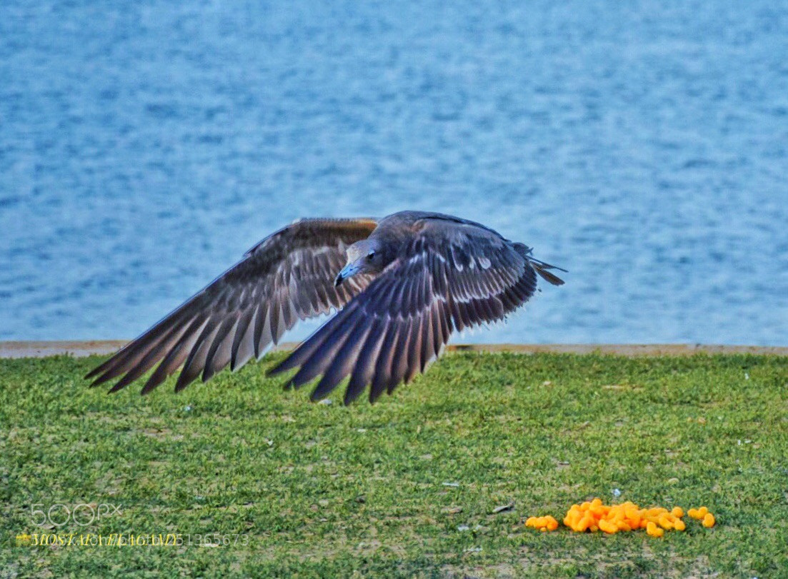 Nikon D5300 sample photo. Get ready  photography
