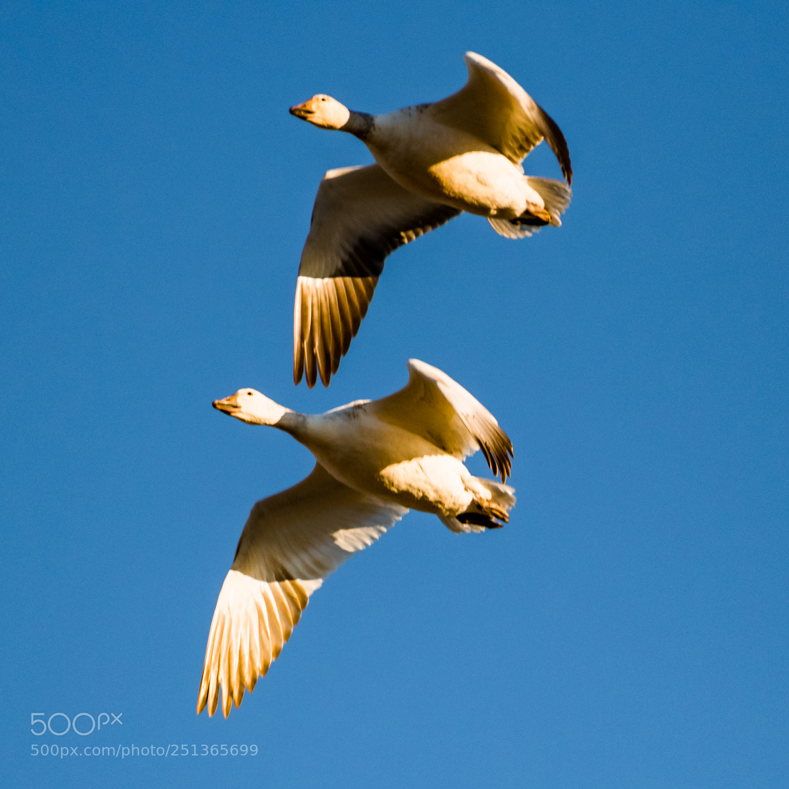 Nikon D850 sample photo. Snow geese in flight photography