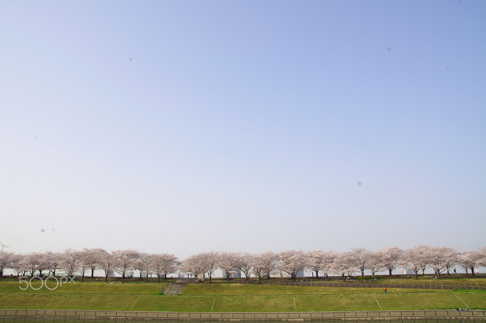 Sigma 17-70mm F2.8-4 DC Macro OS HSM sample photo. Sakura landscape 桜の景色 photography