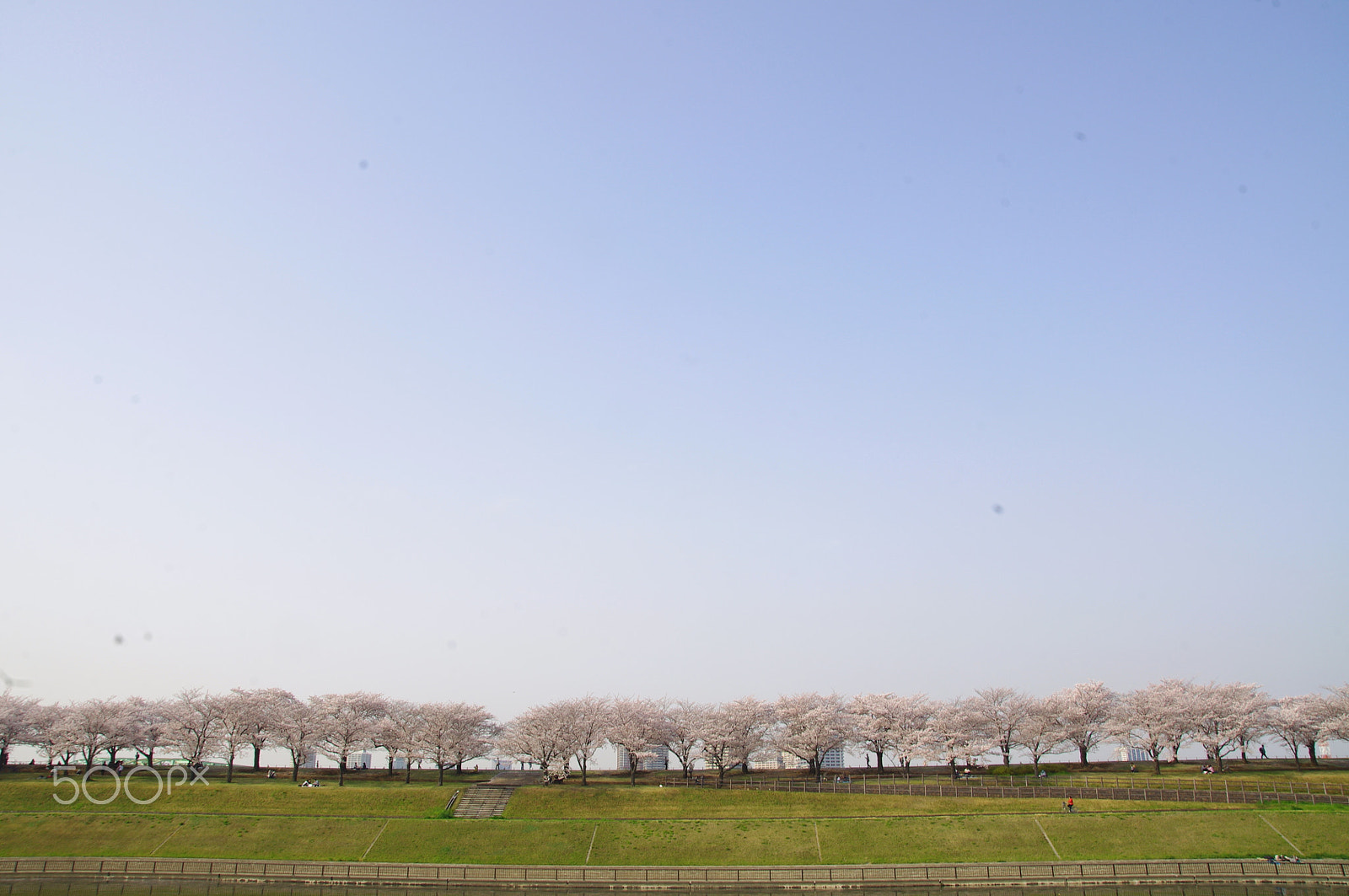 Pentax K-x + Sigma 17-70mm F2.8-4 DC Macro OS HSM sample photo. Sakura landscape 桜の景色 photography