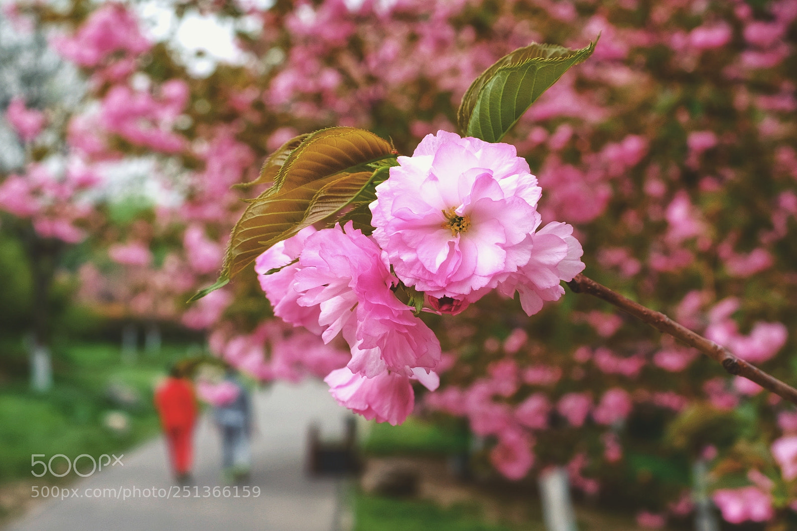 Fujifilm X100F sample photo. Untitled photography