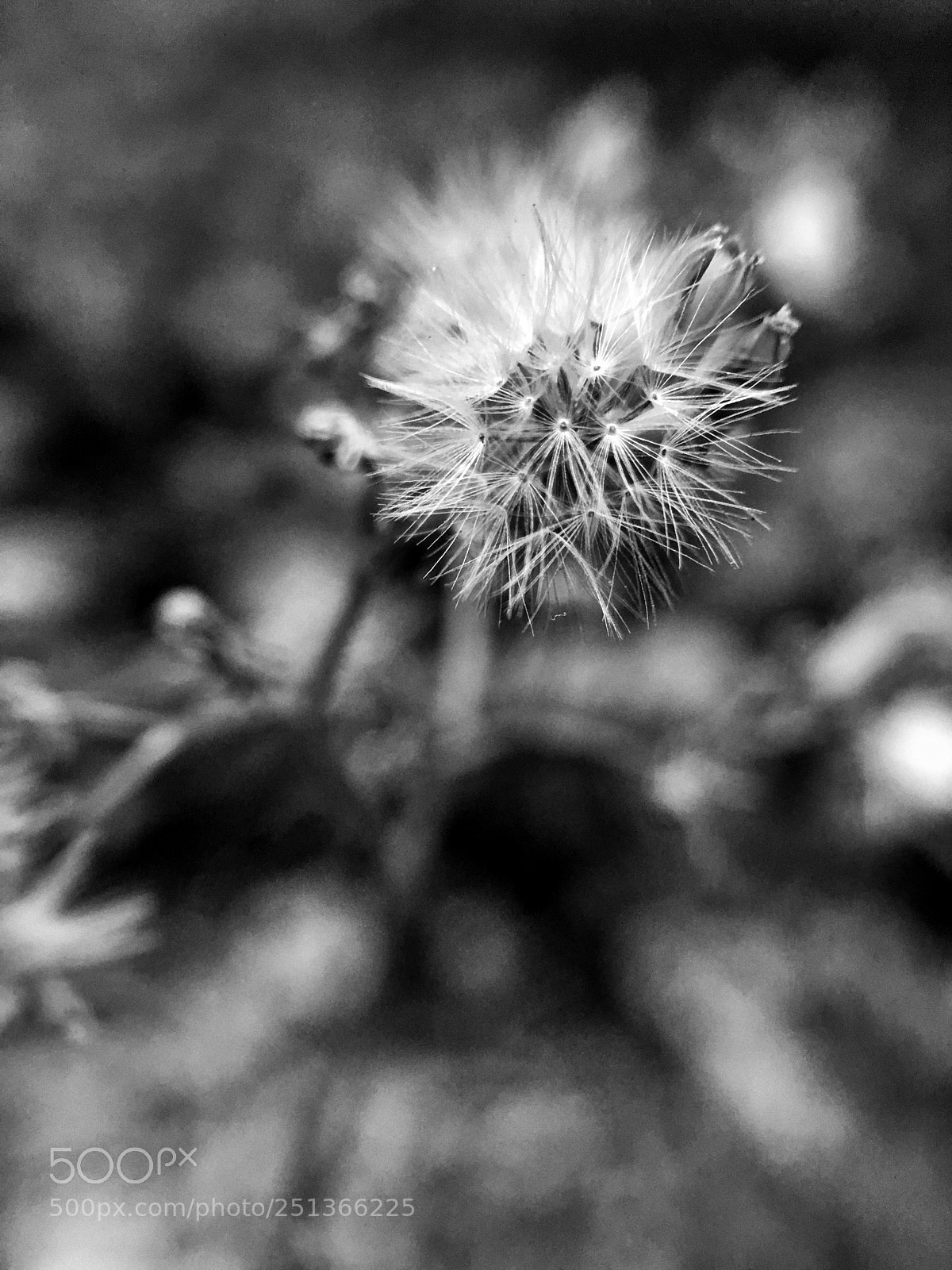 Apple iPhone 6s Plus sample photo. Flowers photography