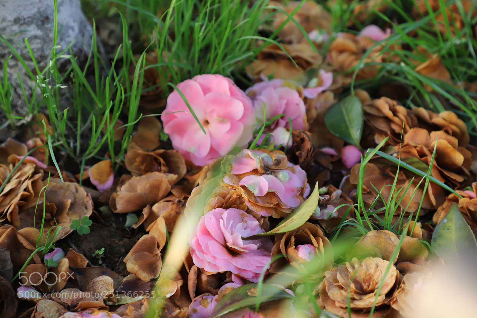 Canon EF 24-105mm F4L IS II USM sample photo. Bfdfccb af cfef photography