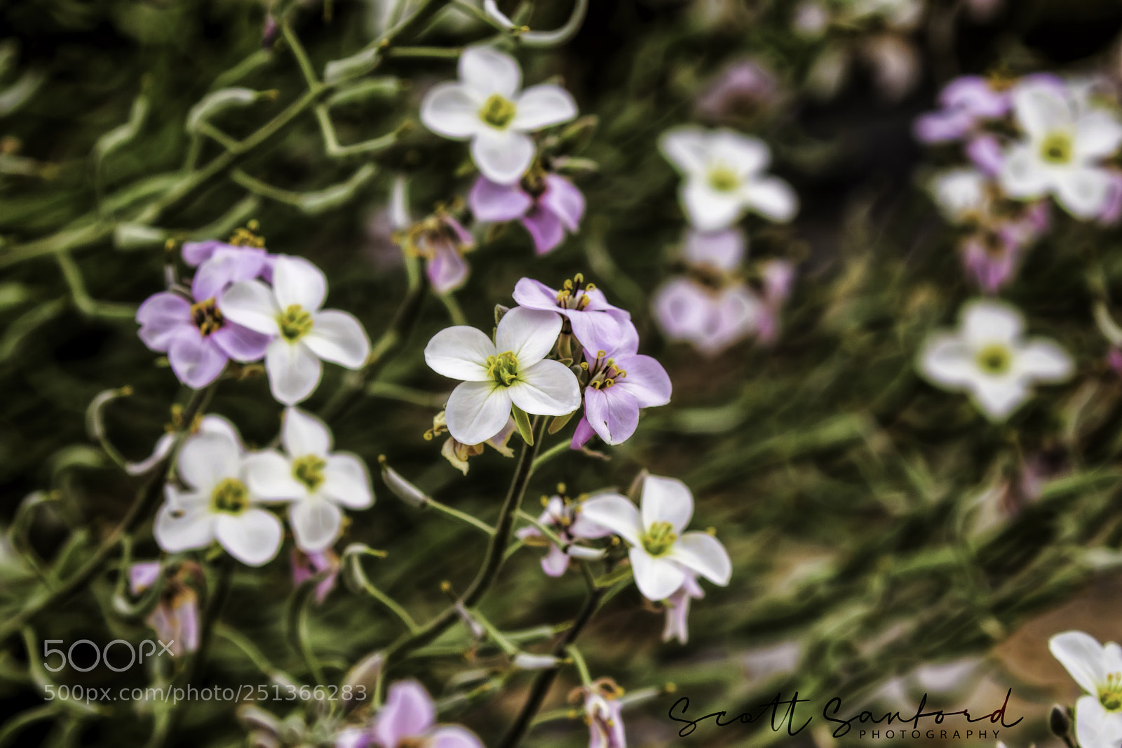 Canon EOS 80D sample photo. Desert wildflowers photography