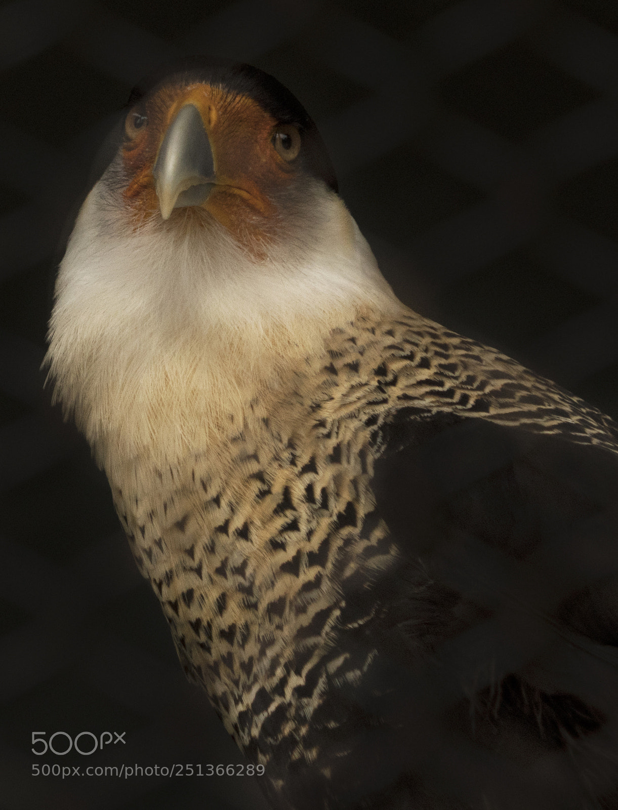 Sony a7R III sample photo. Crested caracara photography