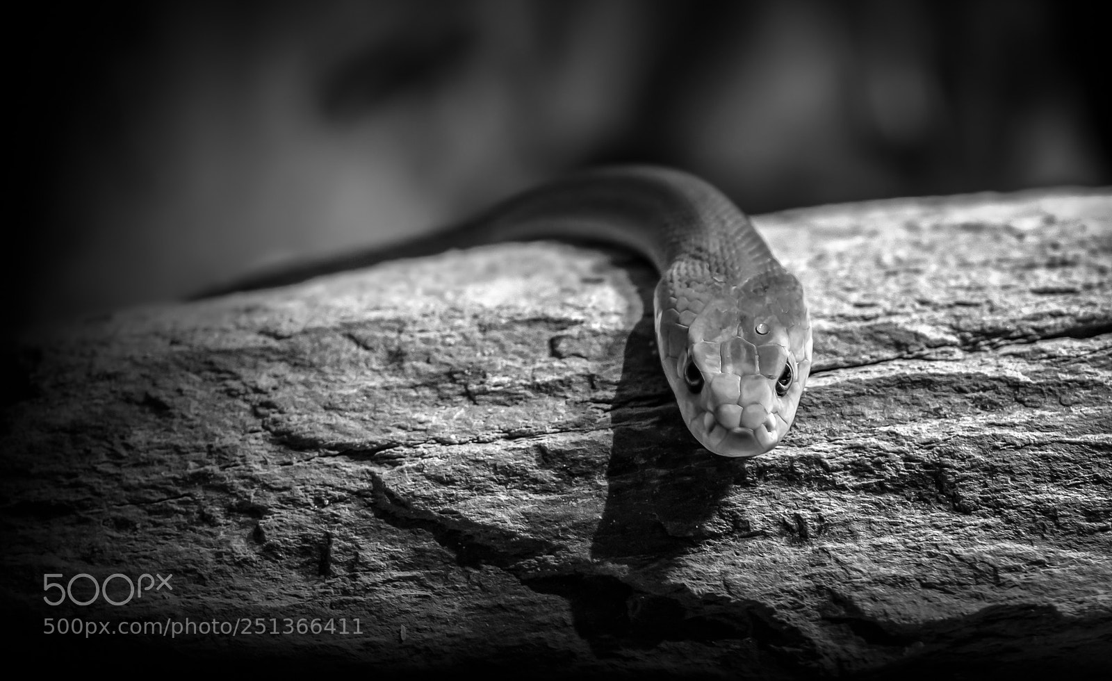 Nikon D810 sample photo. The snake photography