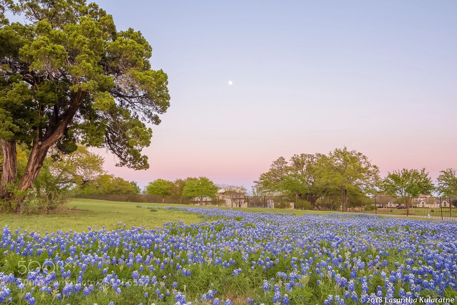Nikon D7200 sample photo. Blue bonnets at rutledge photography